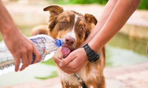 Jonathan Sears SC Dog with water