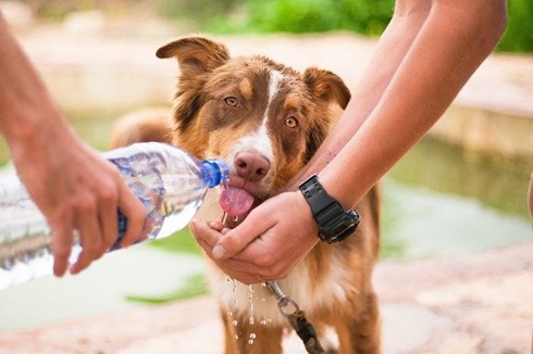 Jonathan Sears SC Dog drinking water